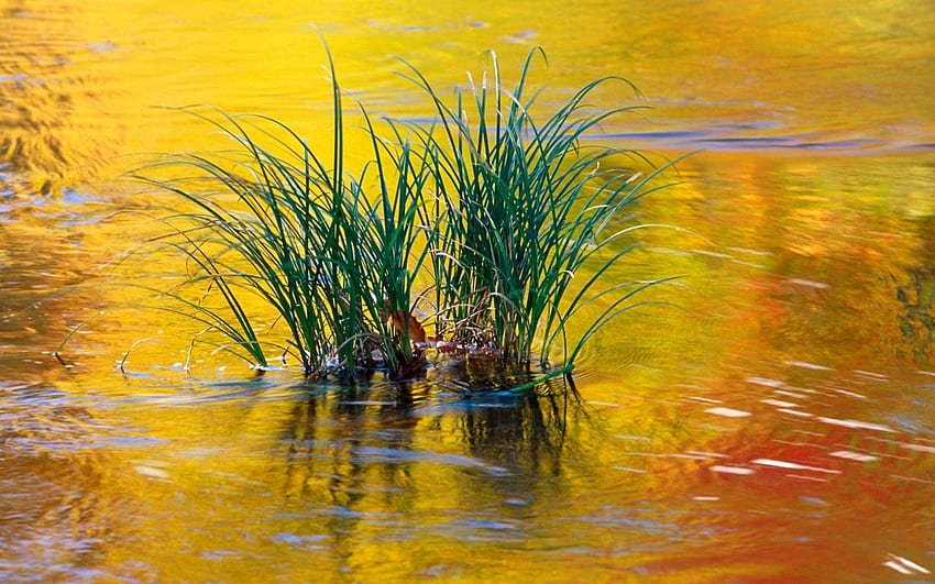 grass in golden waters, golden, ripple, grass, waters HD wallpaper
