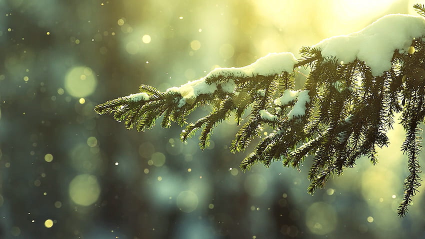 snow on branch, branch, snow, tree, on HD wallpaper