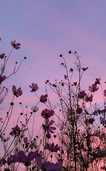 Labude Koeln - Flower Crown Santa Rosa für Boho Bräute - Bohemian, Pink ...
