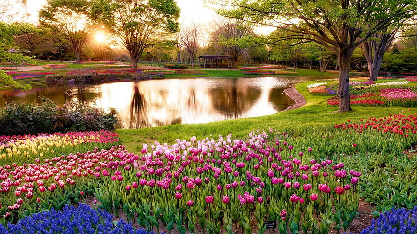 japón, tokio, mañana, sol, rayos, amanecer, parque, estanque, árboles, flores, muscari, azul, tulipanes, colorido completo fondo de pantalla