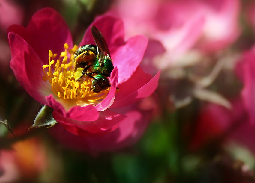 NEKTAR, różowy, ładny, pszczoła, kwiat, zielony, śliczny Tapeta HD