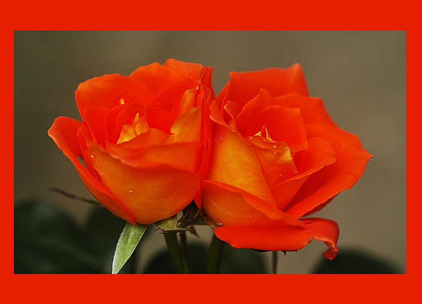 Красотата отразява тази на този, който я държи, цвят, благодарност, твоя, красив, подарък, оранжево, красота, роза, страхотни хора, цвете, любов, морков, жълто, червено, приятелство, радост HD тапет