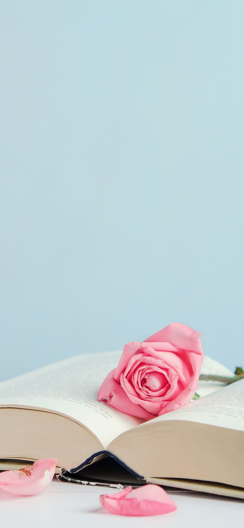 Book And Pink Roses Petals Iphone 11 Pro Xs Max Background Hd Phone Wallpaper Pxfuel