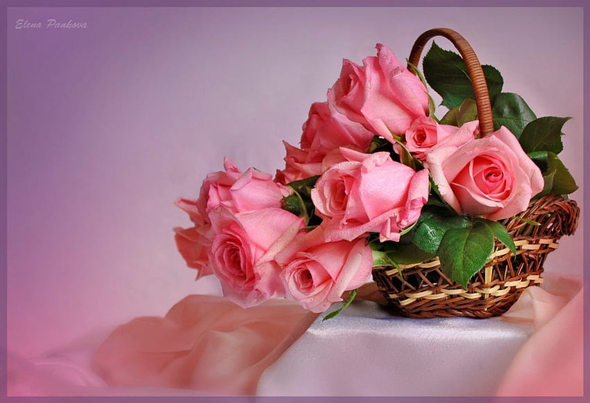 Stilleben, Rosa, Natur, Blumen, Rosen HD-Hintergrundbild