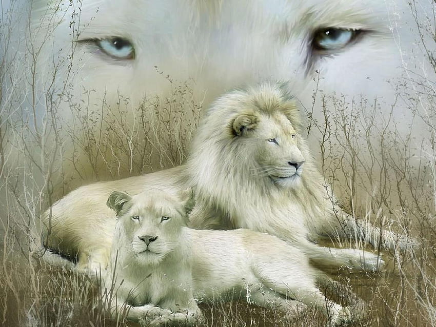White Lion [] for your , Mobile & Tablet. Explore White Lion. Black and White Lion , Cool Lion , African White Lion, Female Lion HD wallpaper