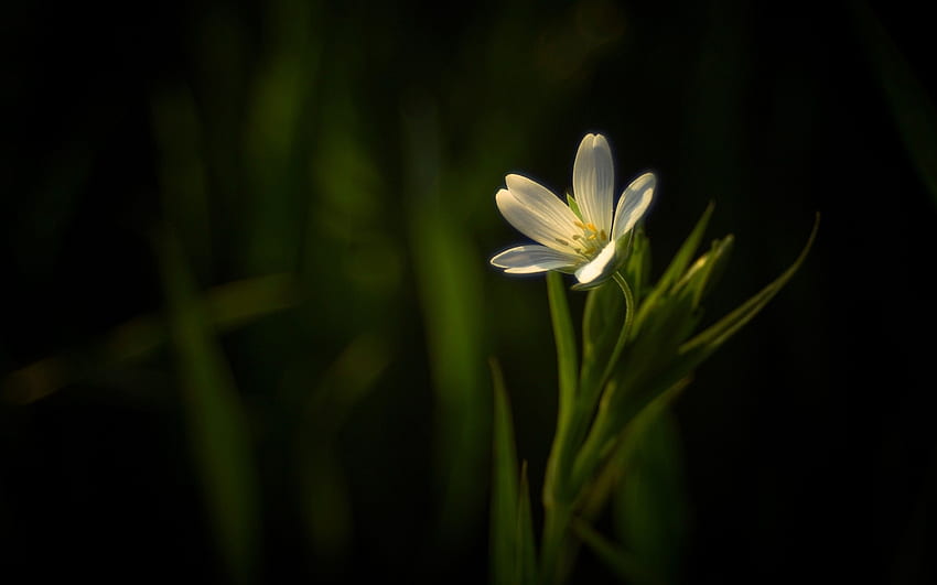 Pojedynczy Kwiat Białe Tło Tapeta HD