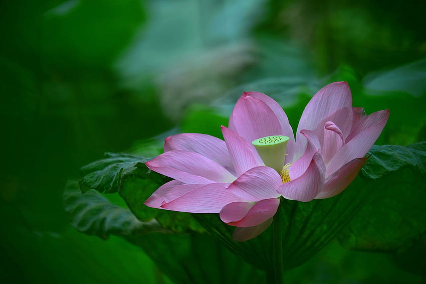 Lotus, summer, pink, flower, green, leaf, vara HD wallpaper