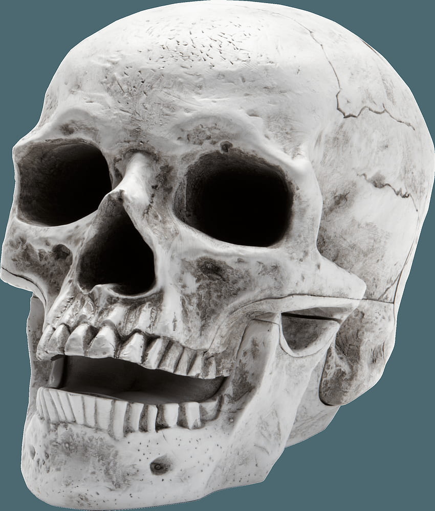Schädel Png Png - Skelettkopf ohne Hintergrund - HD-Handy-Hintergrundbild