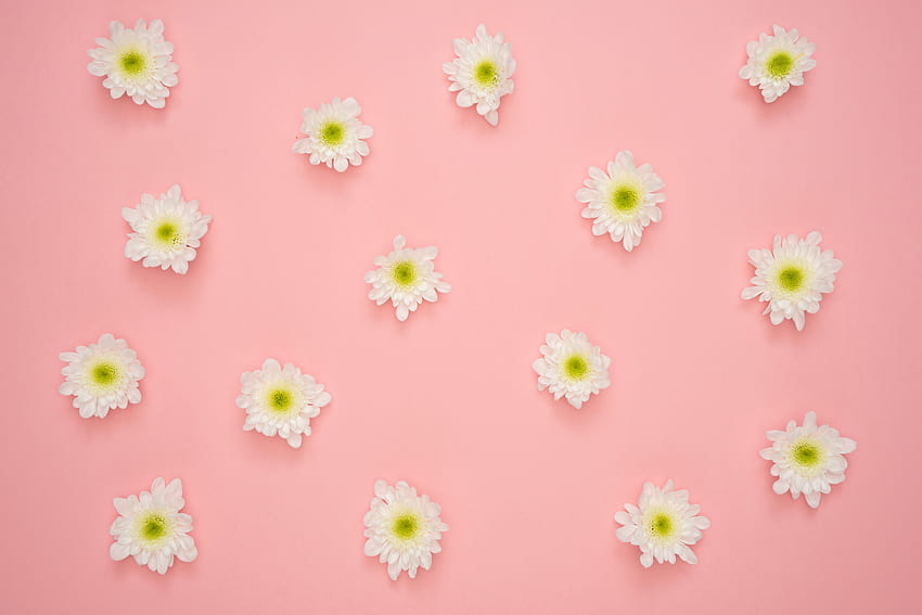 White flowers, minimal HD wallpaper