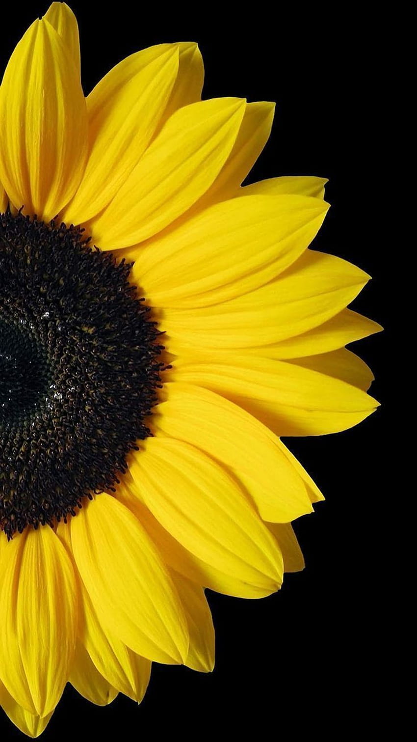 . Sonnenblume iphone, Blume iphone, Sonnenblume, schwarze Sonnenblume HD-Handy-Hintergrundbild