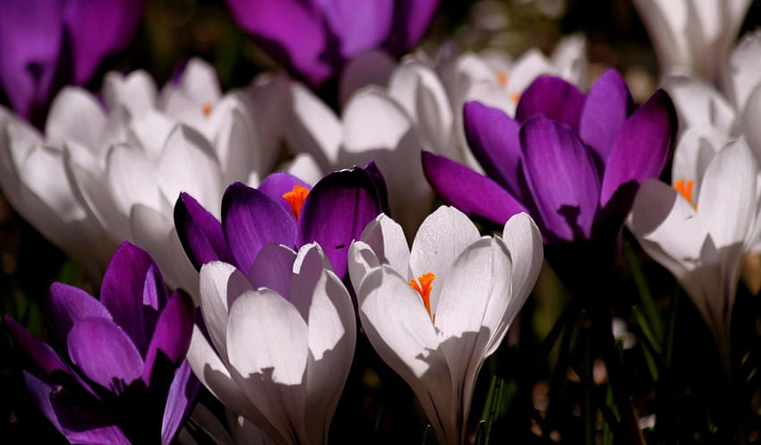 Crocus Flowers!, purple, white, crocus, nature, flowers HD wallpaper