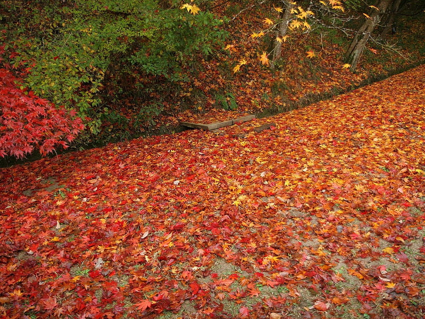 Natura, Jesień, Liście, Upadły Tapeta HD