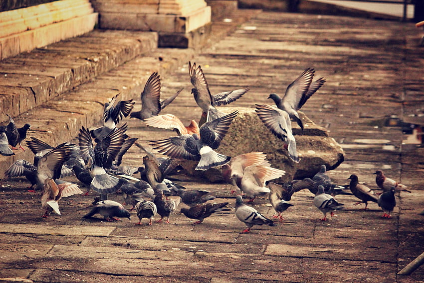 Animals, Birds, Pigeons, City, Flock Of Birds HD wallpaper
