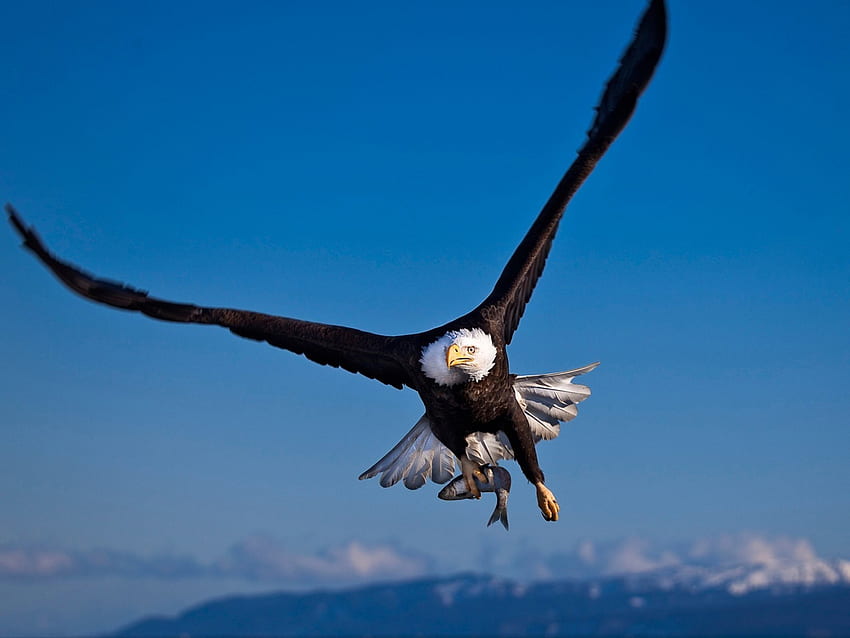 Flying Bald Eagle, Cute Eagle HD wallpaper
