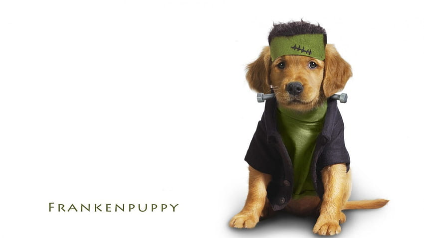 Frankenpuppy, куче, кученце, костюм, Frankenstein, Fall, Halloween, Autumn HD тапет