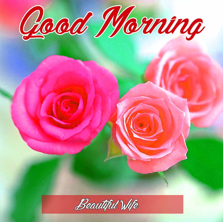 100 Good Morning Shayari Image Photo Free Download  Good Morning
