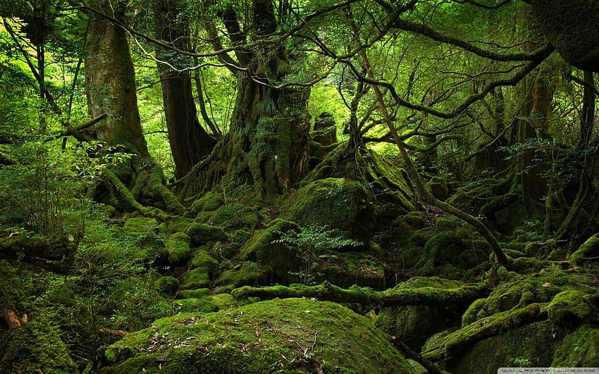 Ultra TV용 Rainforest ❤ • 듀얼, 정글 레인 HD 월페이퍼
