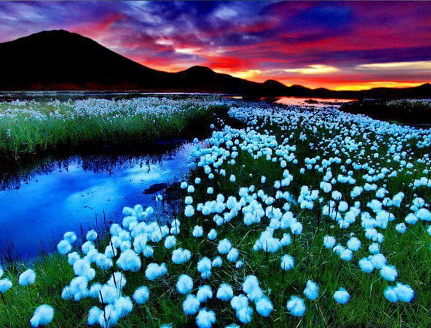 Campo di fiori, blu, fiume, campo, fiore, cielo, montagna Sfondo HD