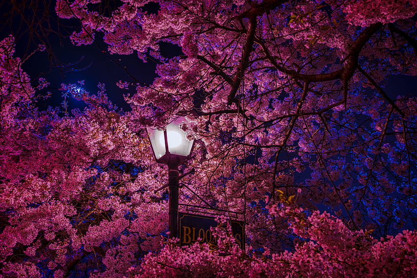 Frühling, Nacht, Sakura, Verschiedenes, Verschiedenes, Lampe, Laterne, Blüten HD-Hintergrundbild