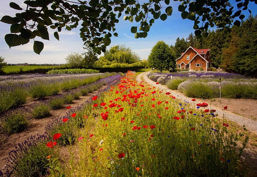 ラベンダー畑、家、牧草地、美しい、木、夏、ケシ、行、かなり、フィールド、鮮度、ラベンダー、花、コテージ、素敵な、田舎 高画質の壁紙