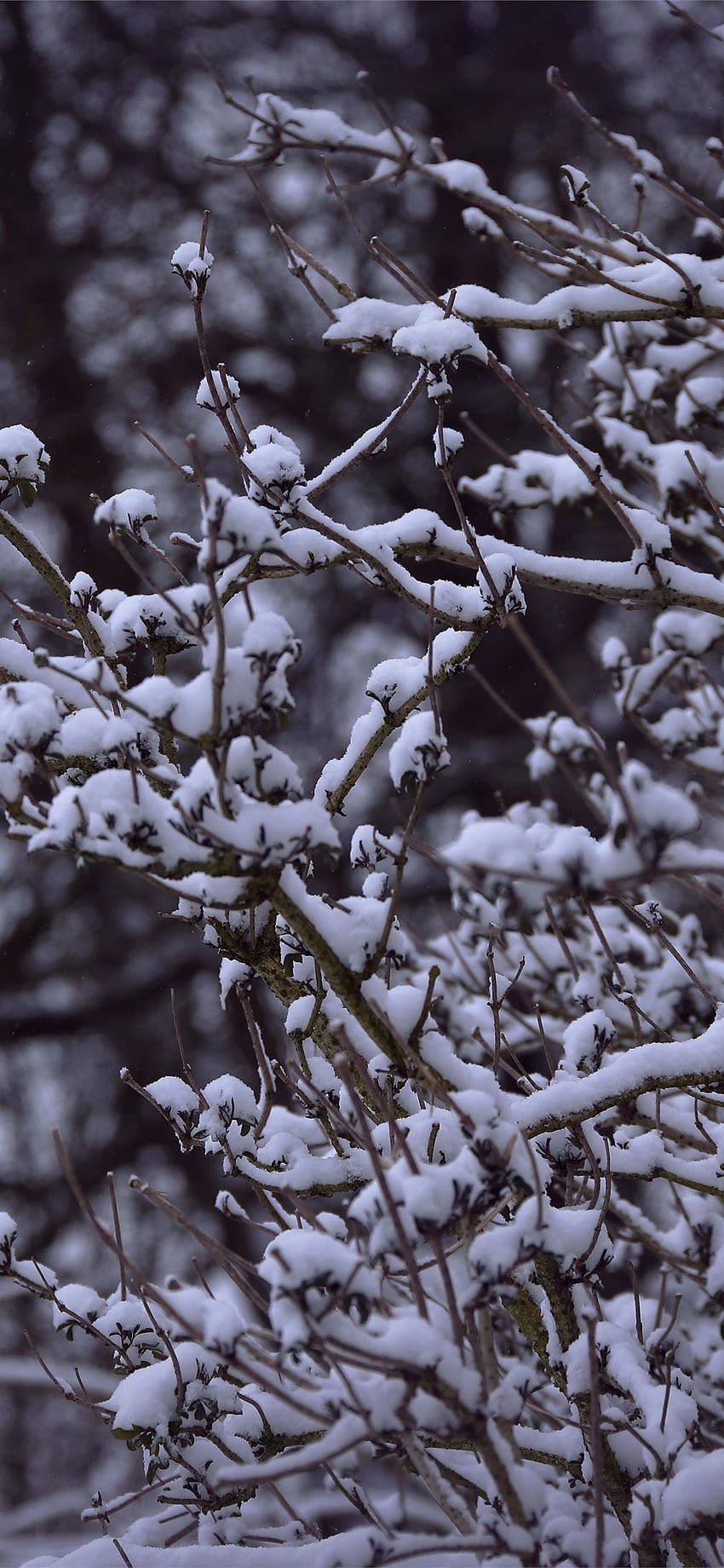 snowy branches iPhone X HD phone wallpaper