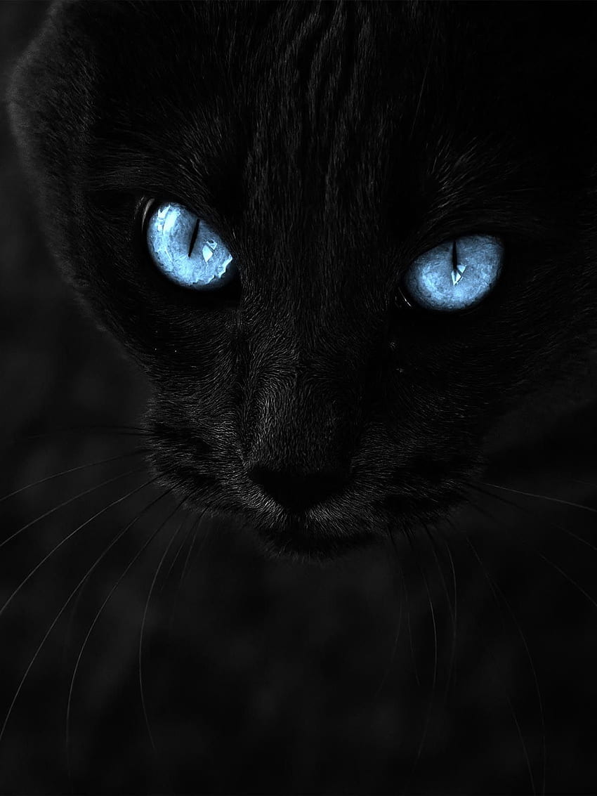 Czarny kot z niebieskimi oczami Ultra mobilny Tapeta na telefon HD