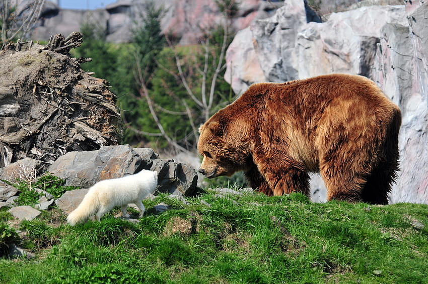 Animais, Grama, Pedras, Urso, Arctic Fox, Grizzly Bear, Grizzly papel de parede HD