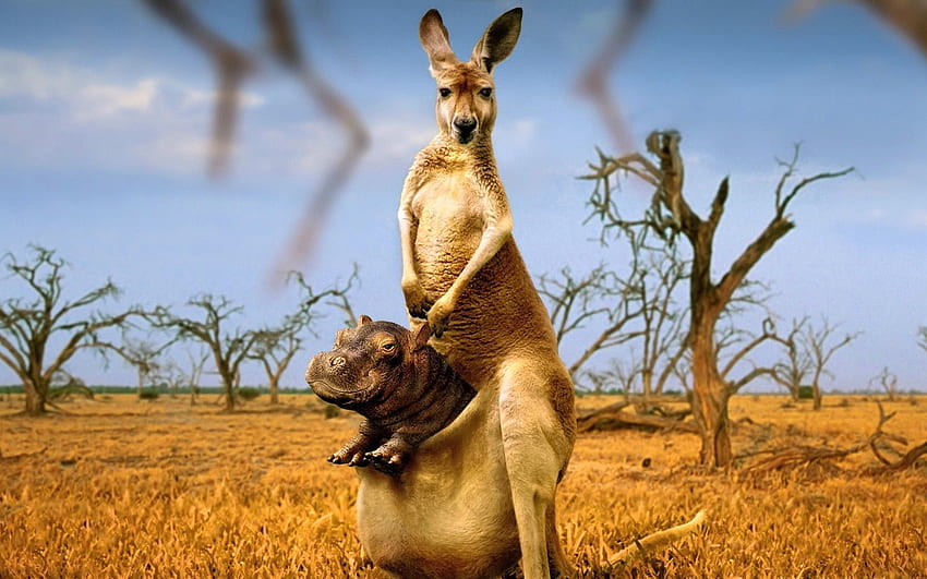 Animal Kangaroo 4k Ultra HD Wallpaper