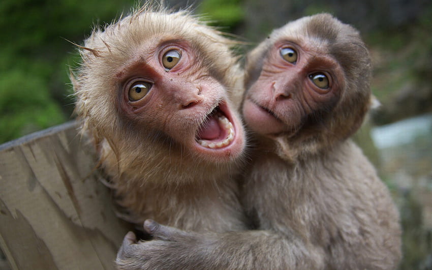 Explore Funny Animals, Baby Animals, and more! Funny Monkey ... HD wallpaper