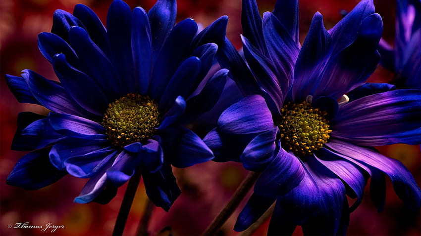 Beautiful High Resolution Purple for Laptop (1920 x 1080 px) HD ...