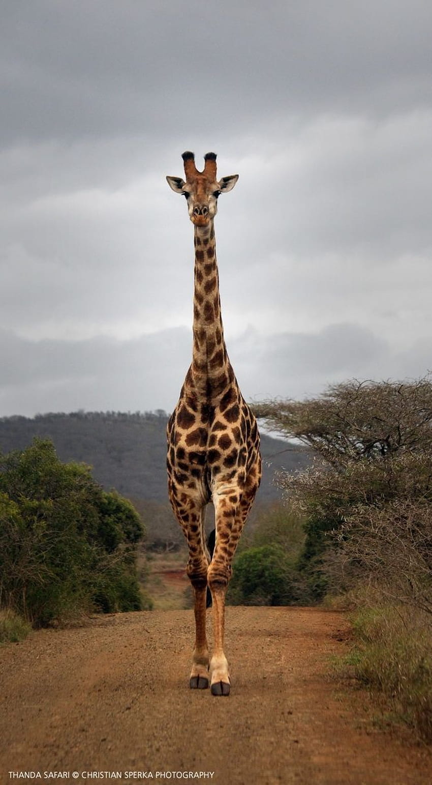 Giraffa, fantastica giraffa Sfondo del telefono HD