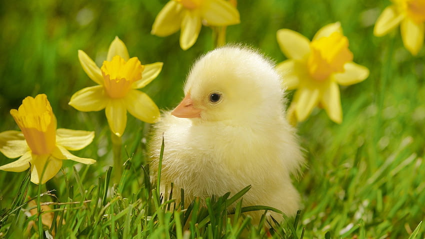 Easter Sweetie, chicken, daffodils, spring, blossoms HD wallpaper