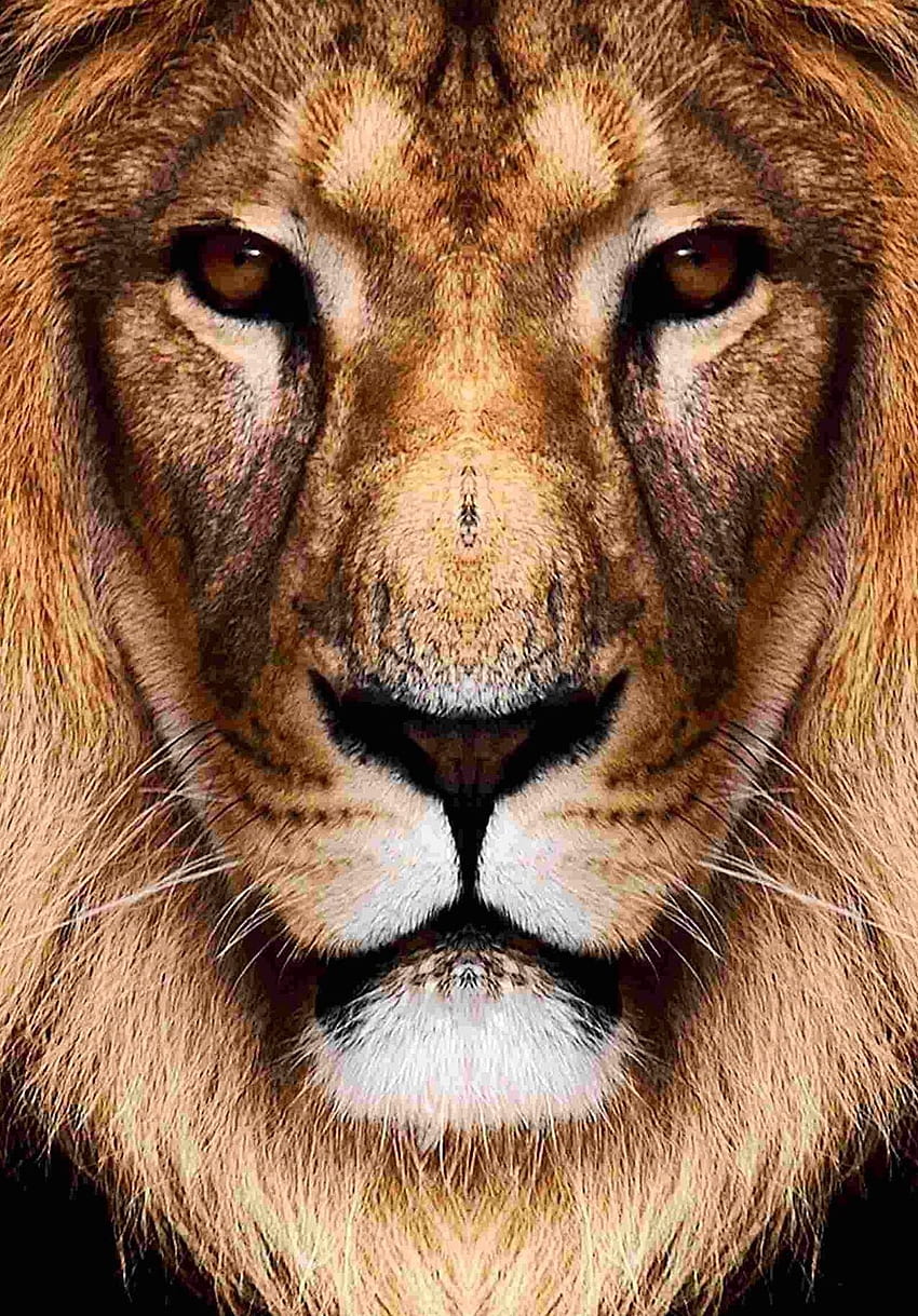 Of alpha male lion HD wallpapers | Pxfuel