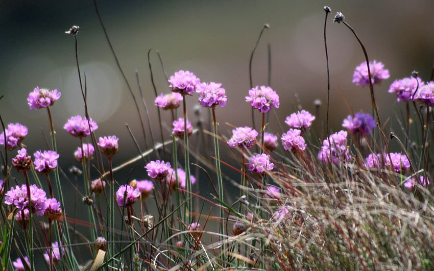 Blumen, Gras, Pflanze, Nahaufnahme, Klee HD-Hintergrundbild