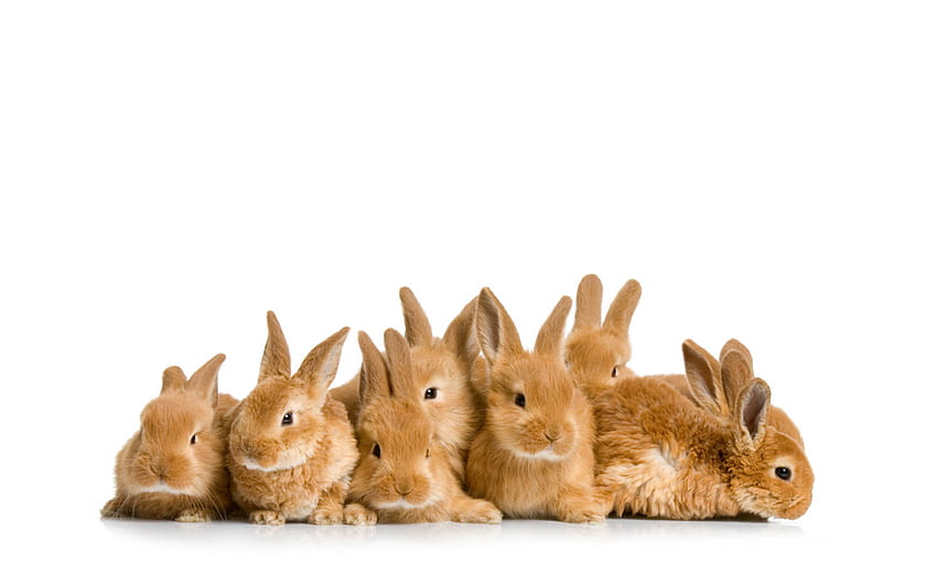 Baby Rabbit Cute, Baby Bunnies HD wallpaper