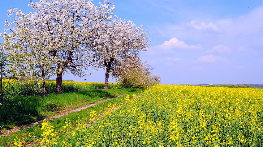 Primavera nel nord della Germania, colza, boccioli, nuvole, alberi, fioritura, fiori, cielo Sfondo HD
