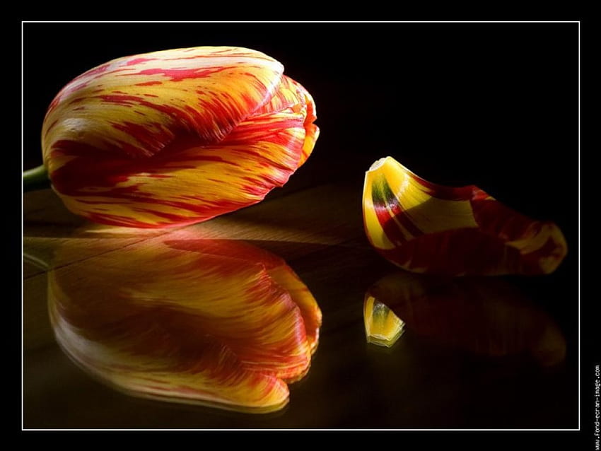 Beauty Of Single Tulip, tulip, graphy, gorgeous, red and yellow, romance, beauty, reflection, pretty, flower, nature HD wallpaper
