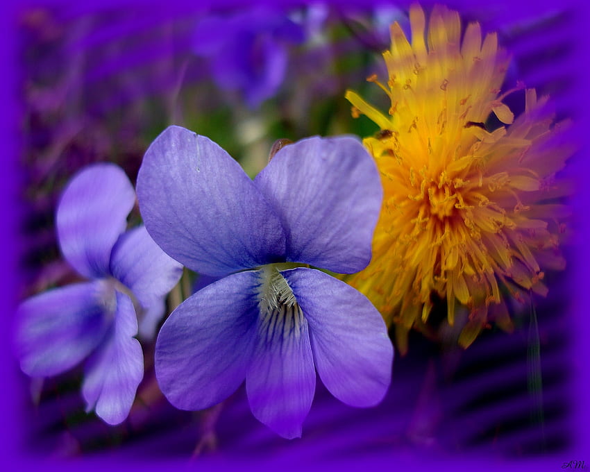 Viola and Dandylion, summer, shopped, nature, flowers, graph, spring HD wallpaper
