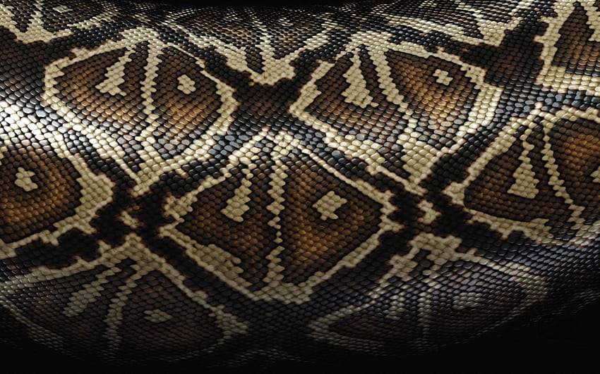 texture de peau de serpent, texture de peau de cobra, peau de serpent, fond de serpent Fond d'écran HD