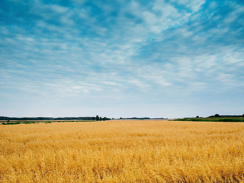 Landwirtschaft Maisfeld im Jahr 2019. Gelb HD-Hintergrundbild