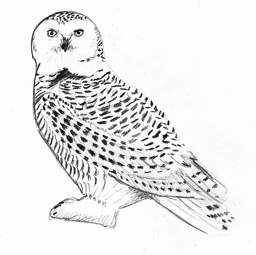 Snowy Owl Sketches – Janice Duke Illustration