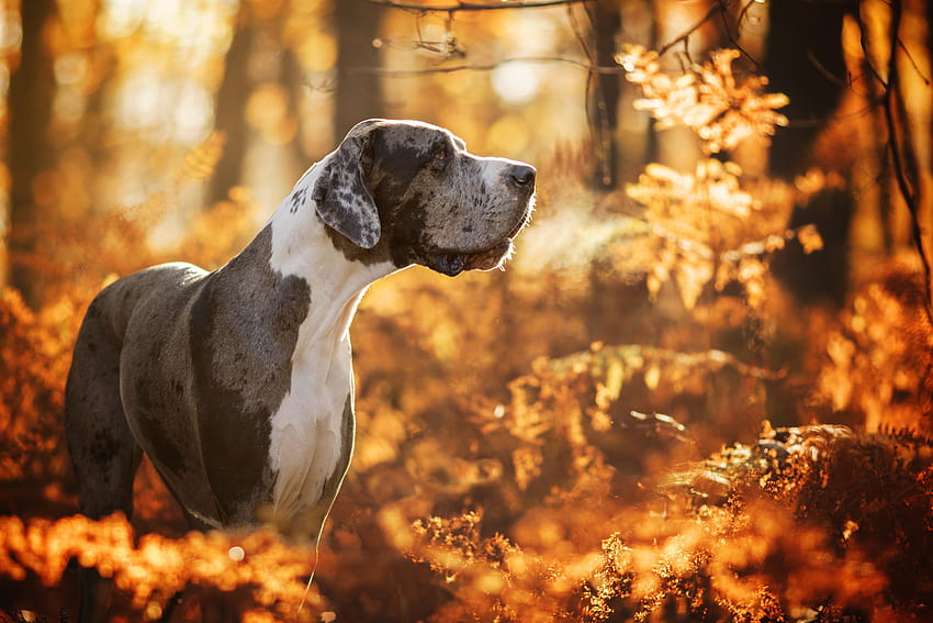 Deutsche Dogge und Hintergrund, Jagd im Herbst HD-Hintergrundbild