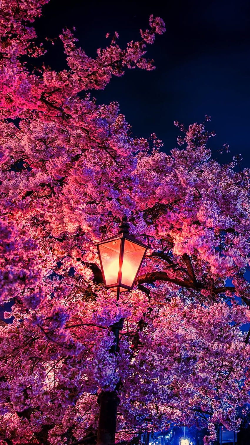 Kirschblüte in der Nacht HD-Handy-Hintergrundbild