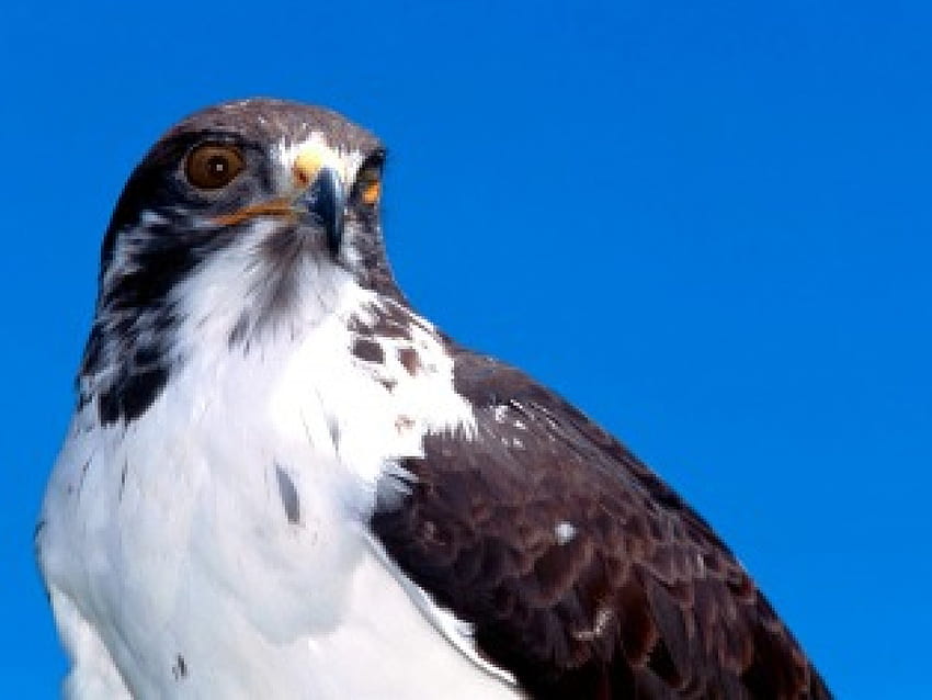 Augar Falcon ธรรมชาติ นก เหยี่ยว สัตว์ วอลล์เปเปอร์ HD