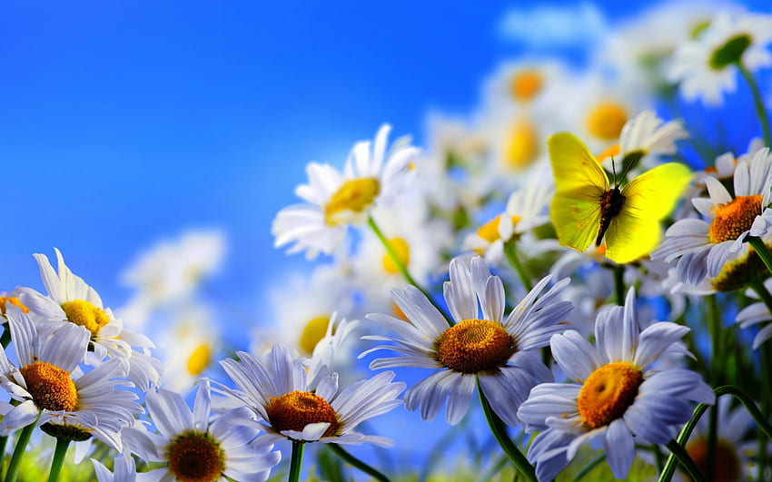 Flowers, Plants, Butterflies, Insects, Camomile HD wallpaper