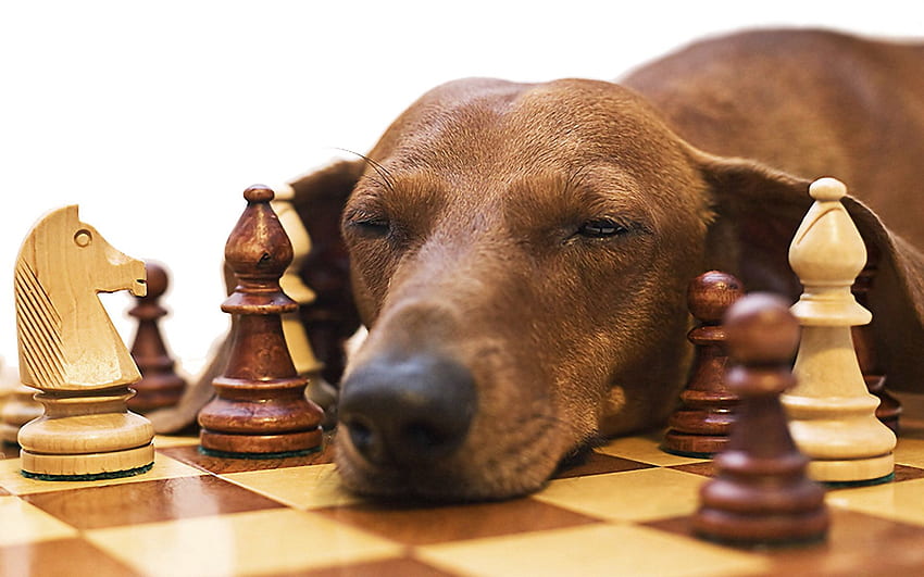 チェス, 動物, 犬, 銃口, ダックスフント, 疲労 高画質の壁紙