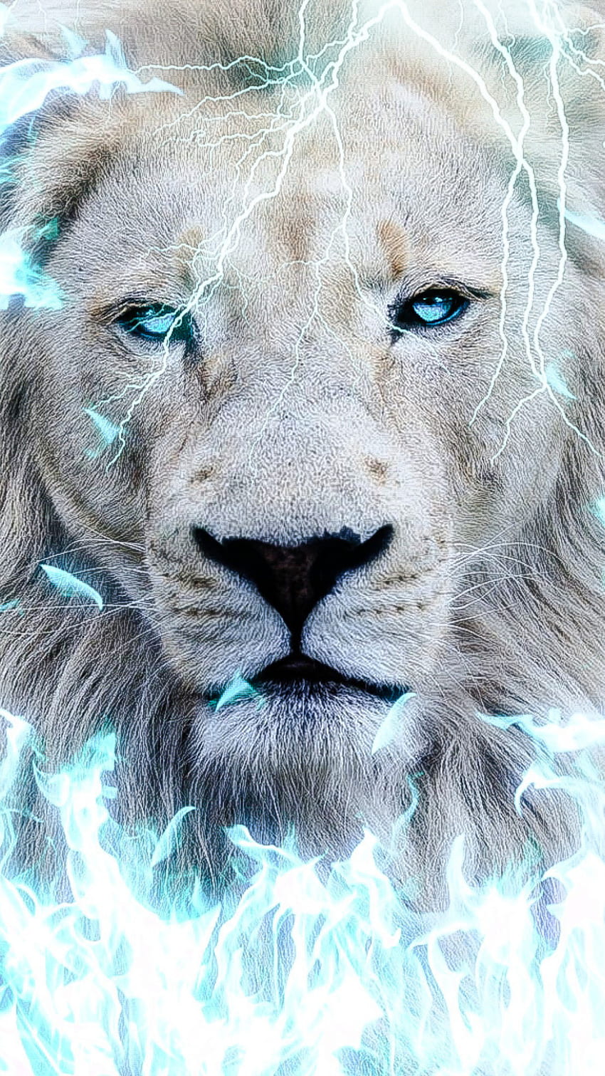 White Lion  Aslan Lion Wallpaper Download  MobCup