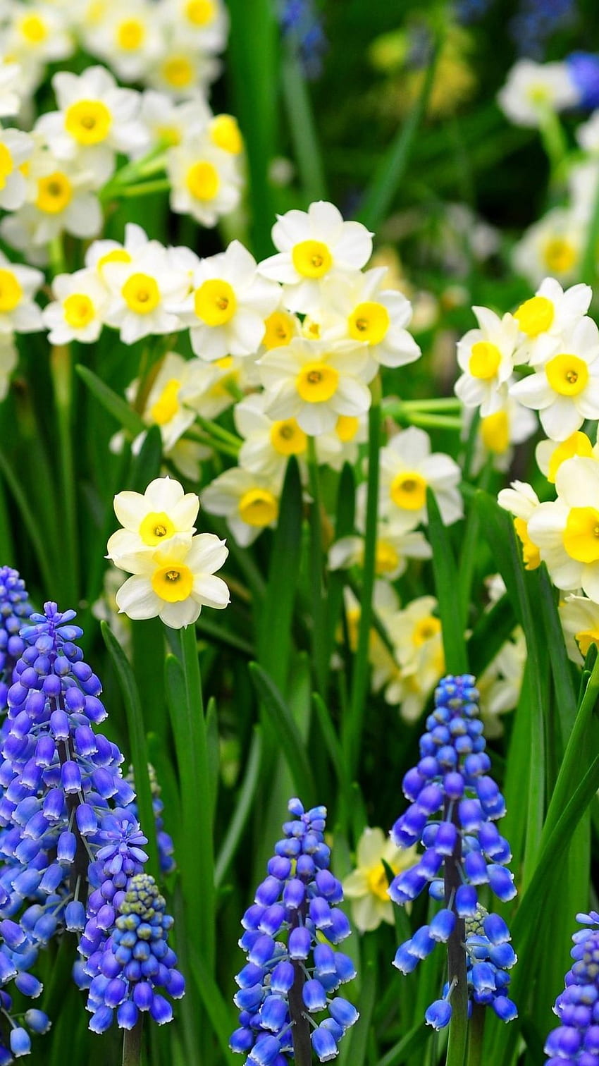 수선화, Muscari, 꽃, 화단, 녹색 - Daffodil iPhone Background HD 전화 배경 화면