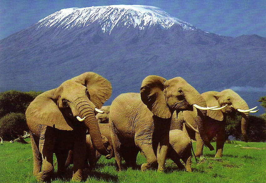 Kilimanjaro Nationalpark, Sonstiges, Elefanten, Menschen, Berge HD-Hintergrundbild
