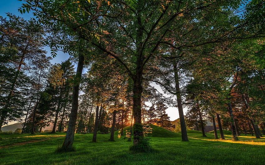 Natur, Bäume, Gras, Glanz, Licht, Schatten HD-Hintergrundbild